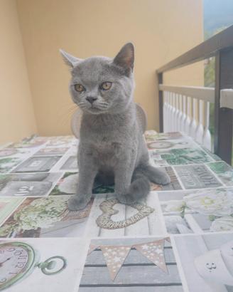 Cuccioli di British Shorthair disponibili?