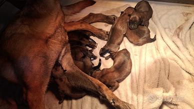 Cucciolo pastore belga Malinois