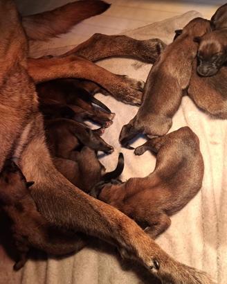 Cucciolo pastore belga Malinois
