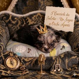 Chihuahua a pelo lungo merle