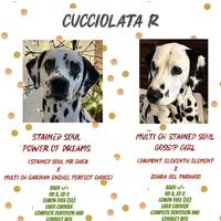 Cuccioli dalmata con pedigree