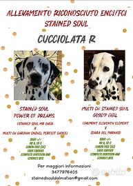 Cuccioli dalmata con pedigree
