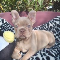 Femmina Isabella New Shade carr L/l4 ? Bulldog Fra