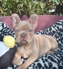 Femmina Isabella New Shade carr L/l4 ? Bulldog Fra