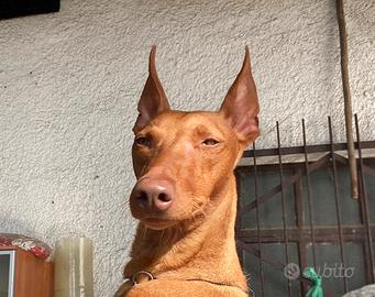 Cirneco dell'Etna da EXPO IN AFFIDO