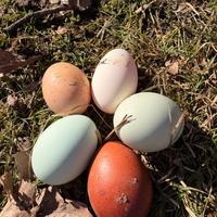 Disponibili esemplari di marans, araucana inglese