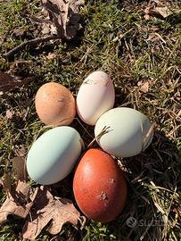 Disponibili esemplari di marans, araucana inglese