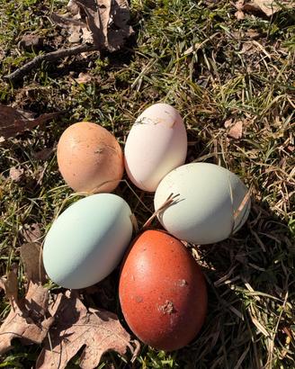 Disponibili esemplari di marans, araucana inglese