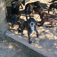 Segugio maremmano tigrato con pedigree