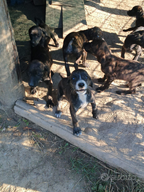 Segugio maremmano tigrato con pedigree