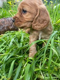 Cuccioli Cocker Spaniel fulvi dolcissimi