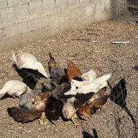 Galline