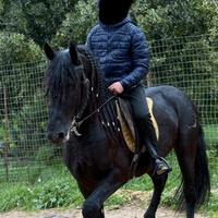 Cavallo frisone barocco linea sport