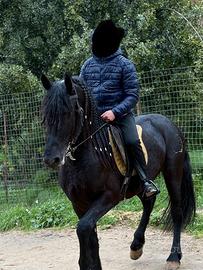 Cavallo frisone barocco linea sport