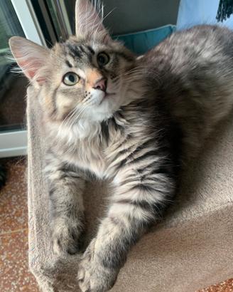Gatti siberiani