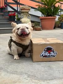 Monta bulldog francese