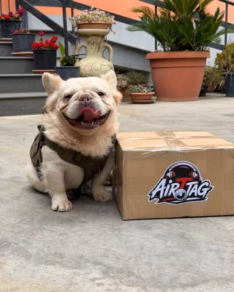 Monta bulldog francese