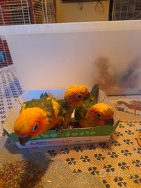Conuro del sole