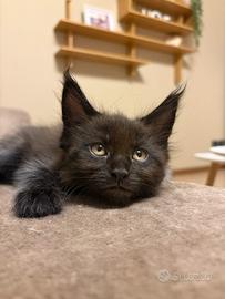 Maine coon con pedigree