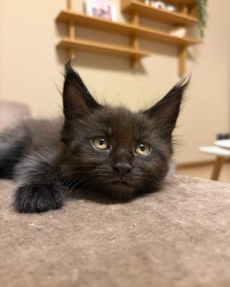 Maine coon con pedigree
