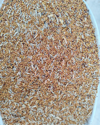 Avena e favino