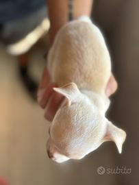 Chihuahua maschietti