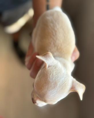 Chihuahua maschietti