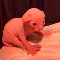Cuccioli Sphynx
