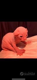 Cuccioli Sphynx