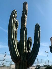 Piante grasse siciliane Trichocereus terscheckii