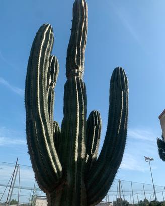 Piante grasse siciliane Trichocereus terscheckii