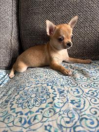 Cuccioli di chihuahua