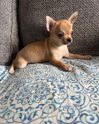 Cuccioli di chihuahua