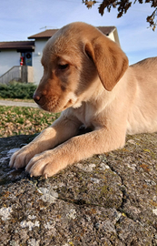 Cuccioli di labrador