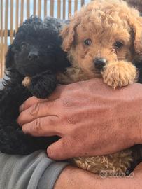 Cuccioli di barboncini toy
