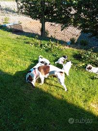 Cuccioli jack russel