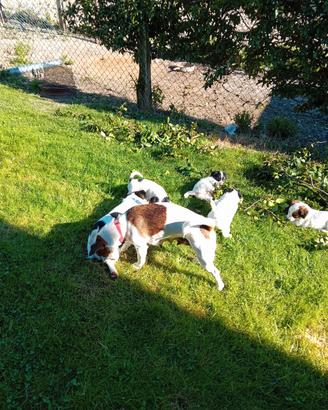 Cuccioli jack russel