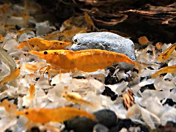 Caridine e ampullarie