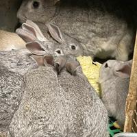 Coniglietti svezzati di grigio dí Carmagnola