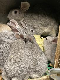 Coniglietti svezzati di grigio dí Carmagnola