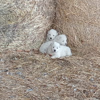 Maremmano abruzzese