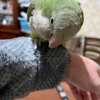 Parrocchetto del Monaco