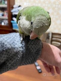 Parrocchetto del Monaco