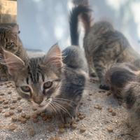 Gatti/ Gattini tigrati e grigi