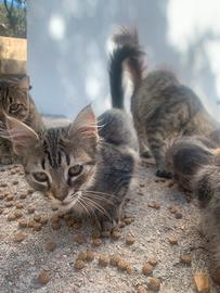 Gatti/ Gattini tigrati e grigi