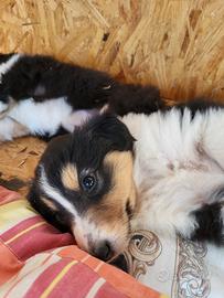 Cucciola pastore scozzese