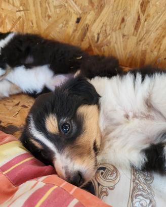 Cucciola pastore scozzese