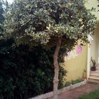 Alberello di Pungitopo
