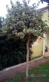 Alberello di Pungitopo