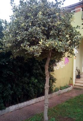 Alberello di Pungitopo